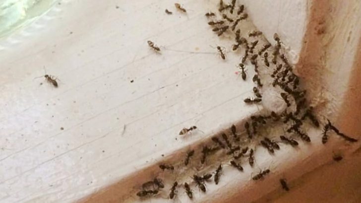 How to Remove an Ant Infestation and Kill Ants With Boric Acid