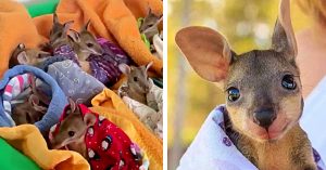 Learn to make a Joey Pouch for the poor displaced kangaroos in Australia